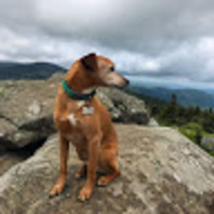 Meet your Posher, Rose